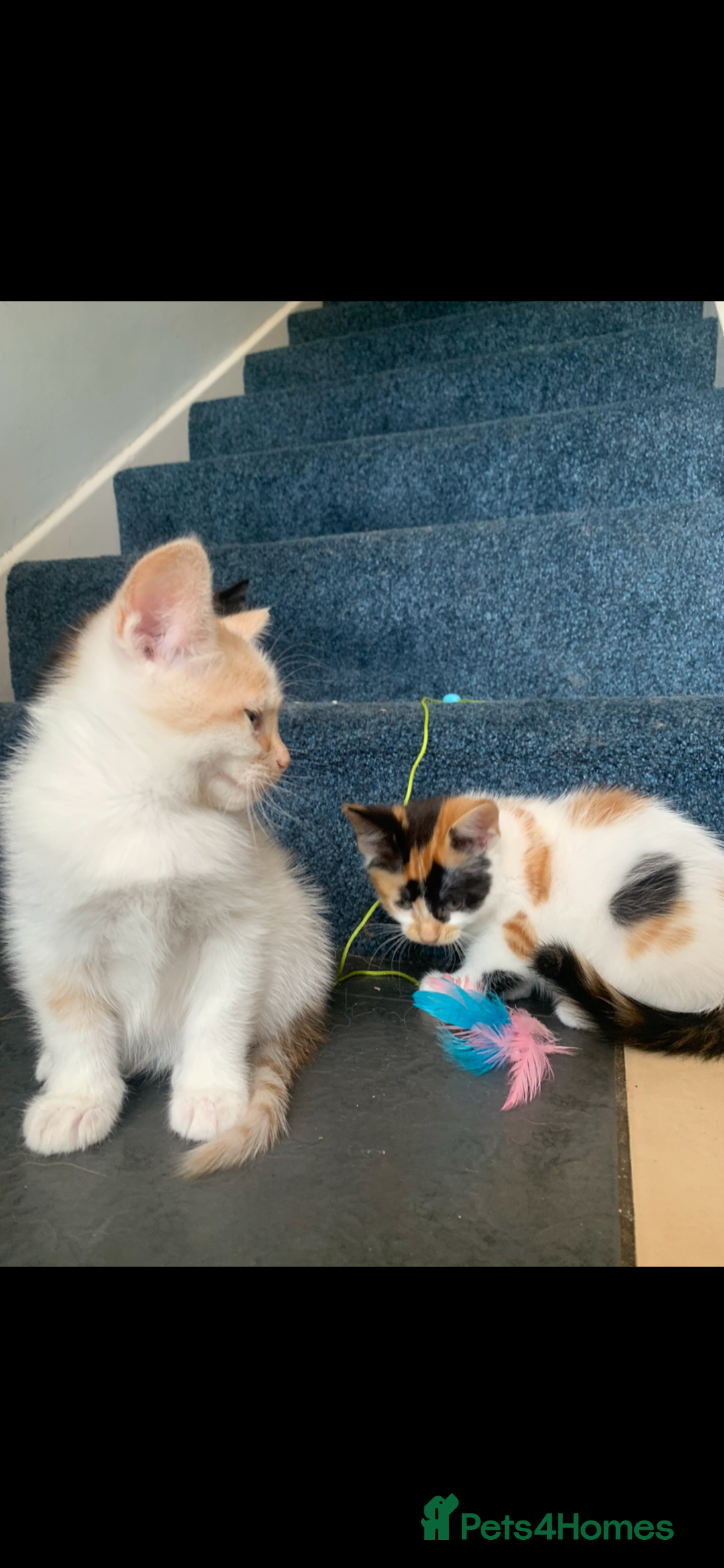 Mixed Breed cats for sale: 5 beautiful kittens ready for their forever home  - Image 14