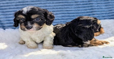 Cavapoo dogs - Advert 10