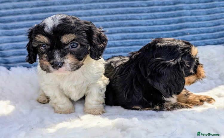 Cavapoo dogs - Advert 1