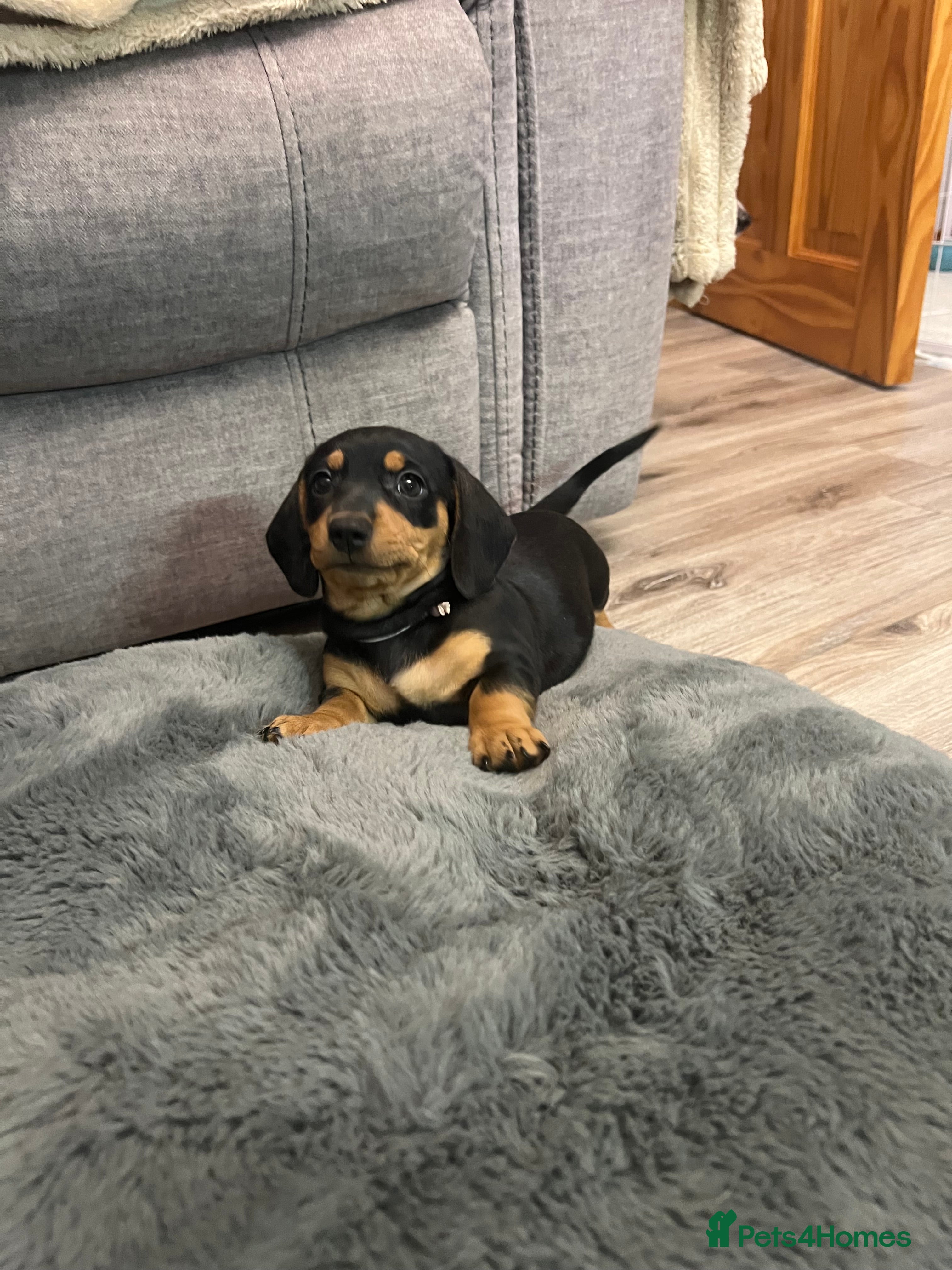 Dachshund dogs ONE ADORABLE GIRL LEFT  - Advert 5