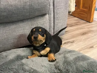 Dachshund dogs ONE ADORABLE GIRL LEFT - Advert 5