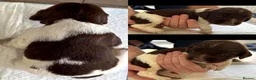 English Springer Spaniel dogs for sale: KC Working Springer Spaniel Puppies Great Pedigree - Advert 13