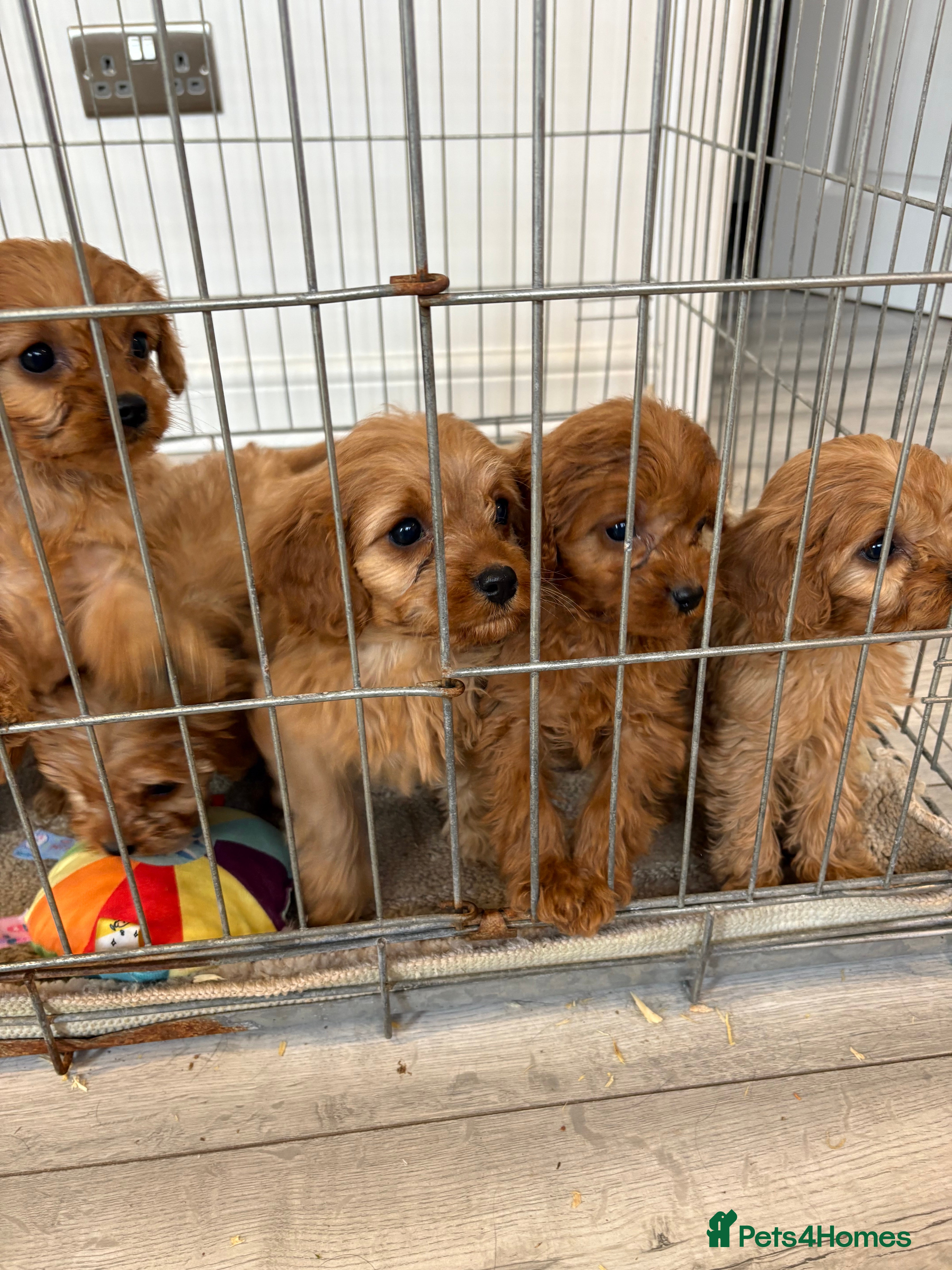Cavapoo dogs Red Cavapoo puppies  - Advert 5