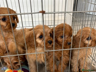 Cavapoo dogs - Advert 2