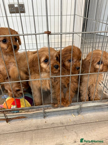 Cavapoo dogs - Advert 5