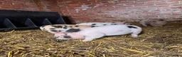 Pig livestock for sale: 3 x micro piglets available  - Advert 4