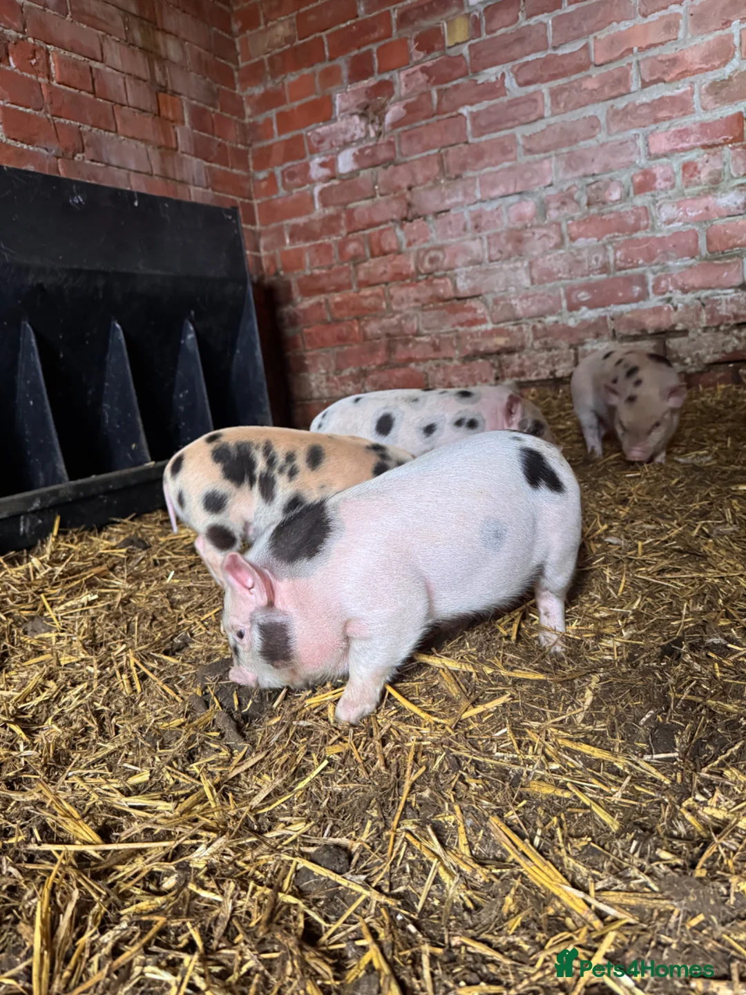 Pig livestock for sale: 3 x micro piglets available  - Advert 4