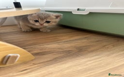 British Shorthair cats for sale: GCCF BSH fluffy kittens - Image 15