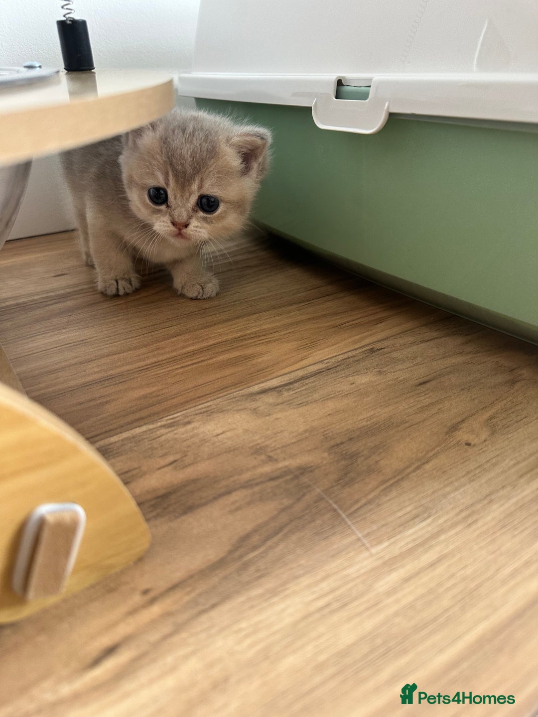 British Shorthair cats for sale: GCCF BSH fluffy kittens - Image 15