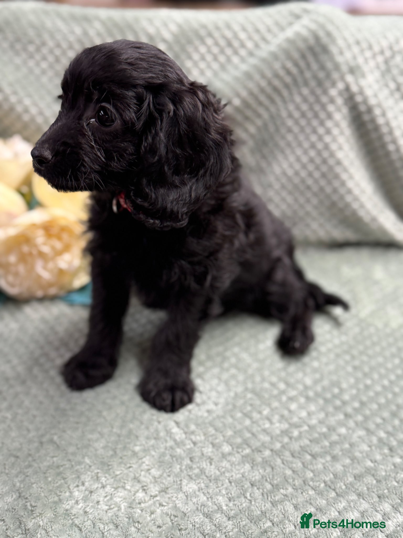 Cavapoo dogs Beautiful Cavapoo puppies - Advert 2
