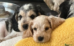 Cocker Spaniel dogs for sale: 4 Beautiful Puppies. KC Sable Show Cocker Puppies  - Image 11