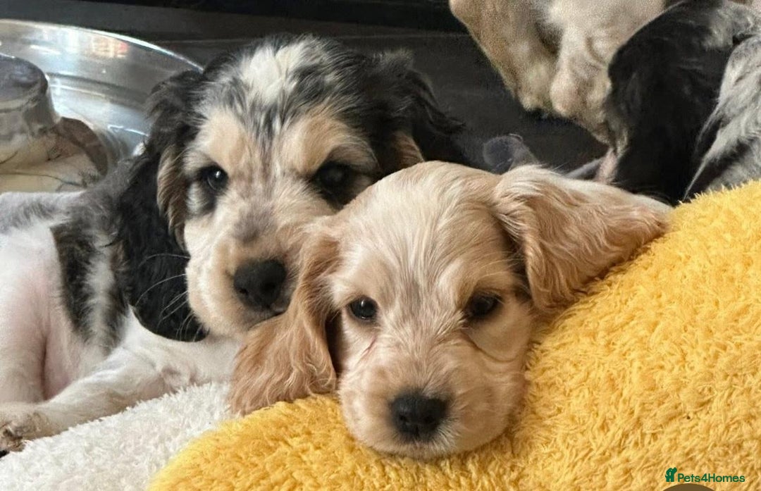 Cocker Spaniel dogs for sale: 4 Beautiful Puppies. KC Sable Show Cocker Puppies  - Image 11