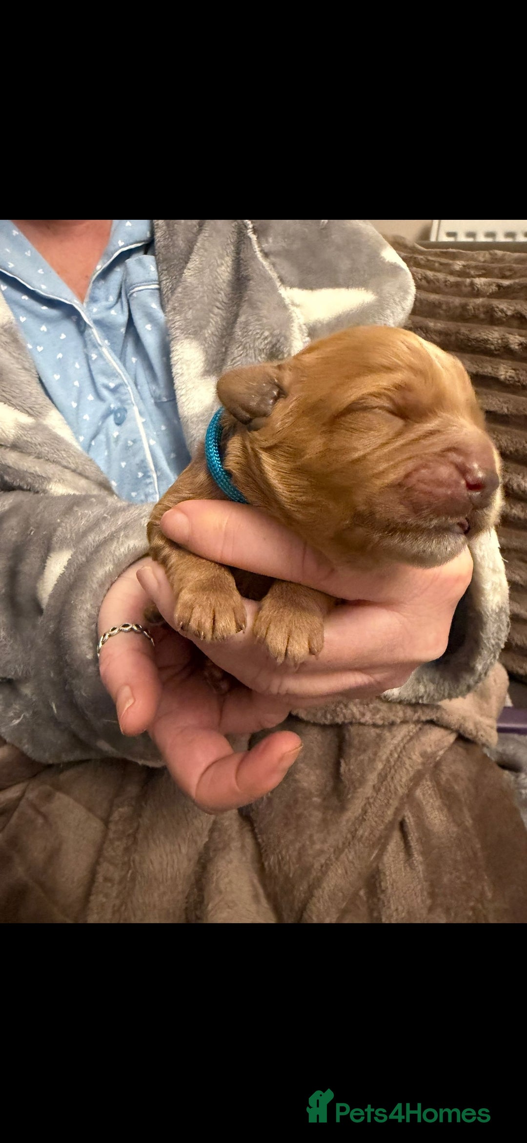 Mixed Breed dogs for sale: Stunning Cavapoochon Puppies - Advert 9