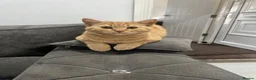 British Shorthair cats for sale: Beautiful Ginger British Shorthair Male - Advert 4