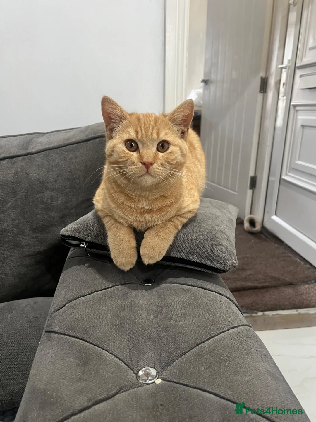 British Shorthair cats for sale: Beautiful Ginger British Shorthair Male - Advert 4