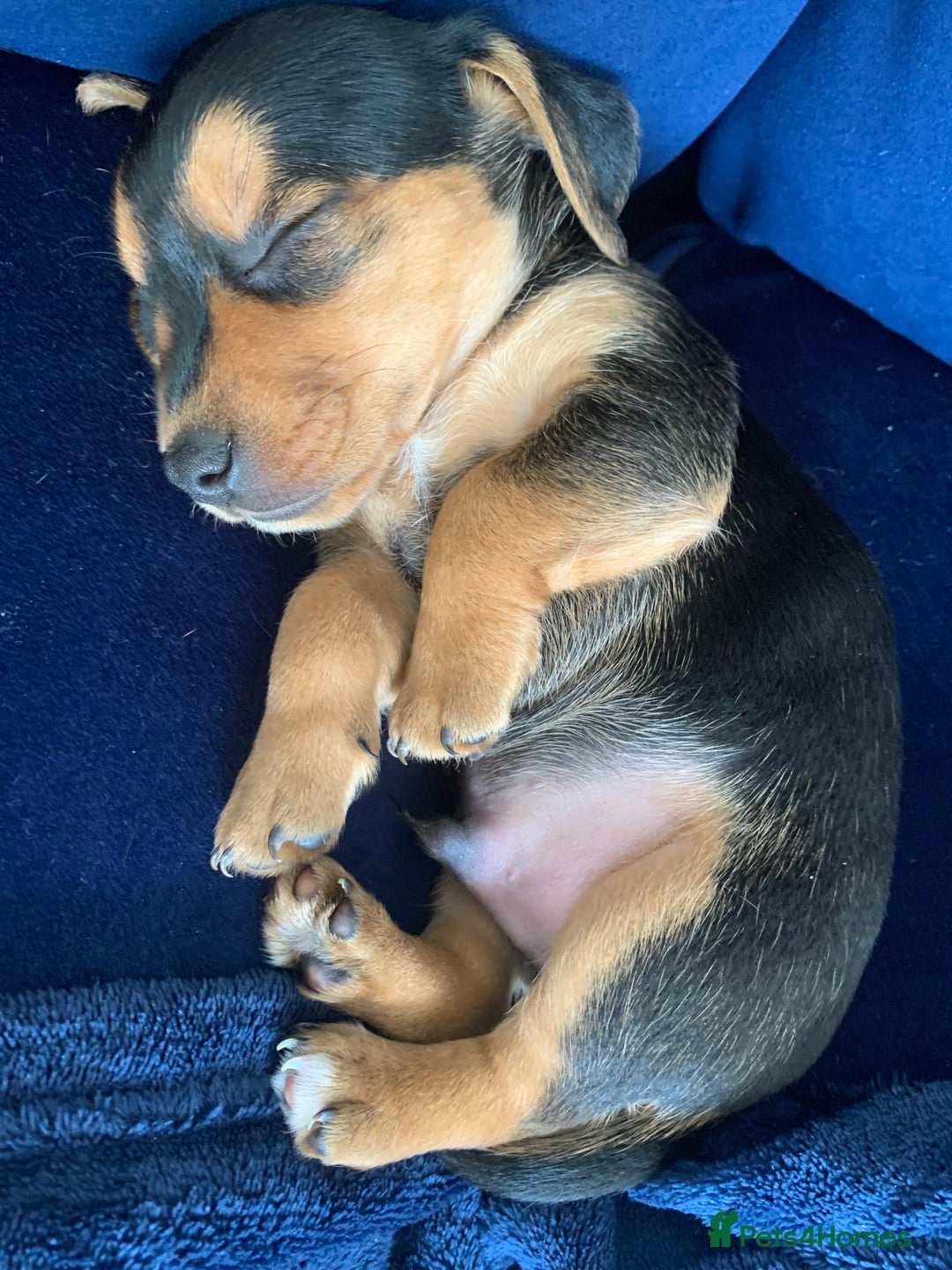 Mixed Breed dogs for sale: Miniature Dacshund/Miniature Yorkie ❤️❤️❤️ - Image 17