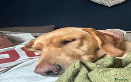 Labrador Retriever dogs for sale: Red fox Labrador & yellow lab  in Gainsborough - Image 1