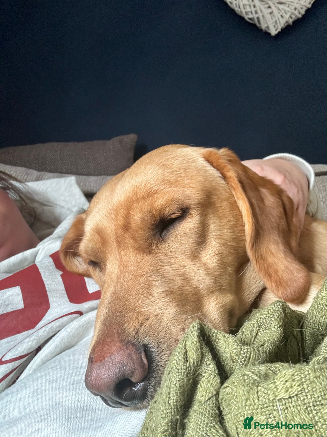 Labrador Retriever dogs for sale: Red fox Labrador & yellow lab  in Gainsborough - Image 1
