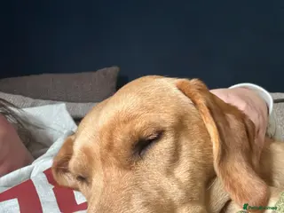 Labrador Retriever dogs Red fox Labrador & yellow lab - Advert 10