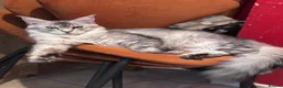 Maine Coon cats for sale: Beautiful Maine Coon Girl - Advert 17