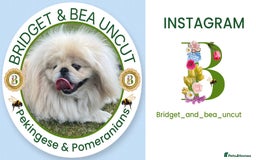 Pomeranian dogs for sale: 💛WAITING LIST NOW OPEN💛 - Image 6