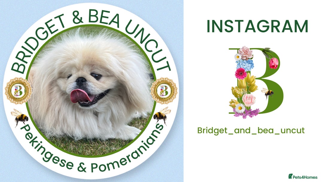 Pomeranian dogs for sale: 💛WAITING LIST NOW OPEN💛 - Image 6