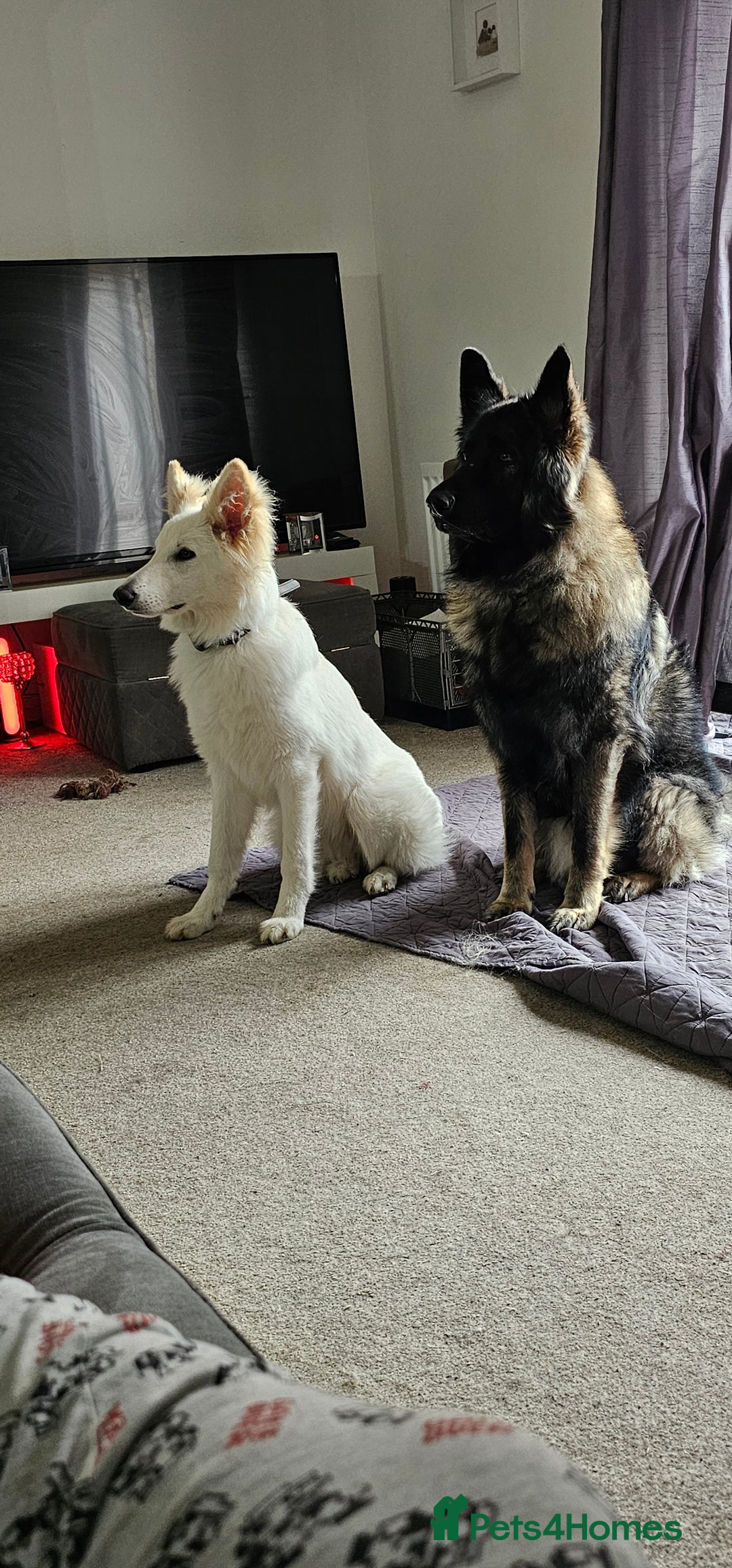 German Shepherd dogs for sale: ACE AND LUNA - Image 11