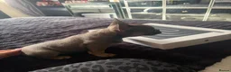 French Bulldog dogs for sale: Bella  in Cirencester - Advert 3