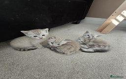 Mixed Breed cats for sale: Five Stunning Bengal X Kittens For Sale  - Image 4