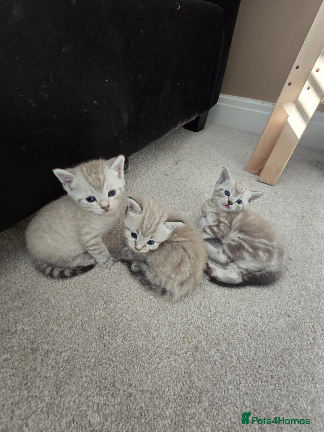 Mixed Breed cats for sale: Five Stunning Bengal X Kittens For Sale  - Image 4