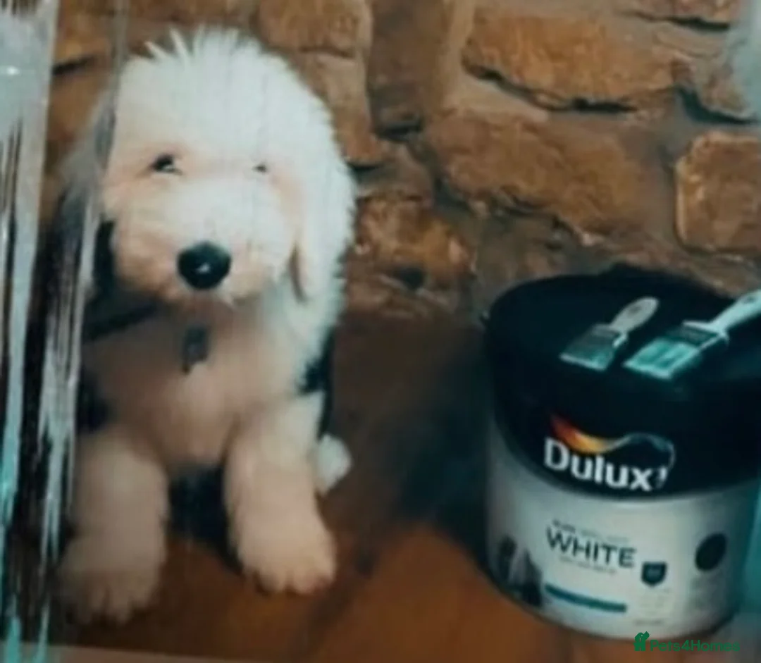 Old English Sheepdog dogs for stud: Proven Old English sheep dog for stud in Middlesbrough - Advert 13