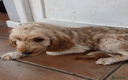 Cockapoo dogs for sale: FULLY VACCINATED cockapoo girl  - Image 4