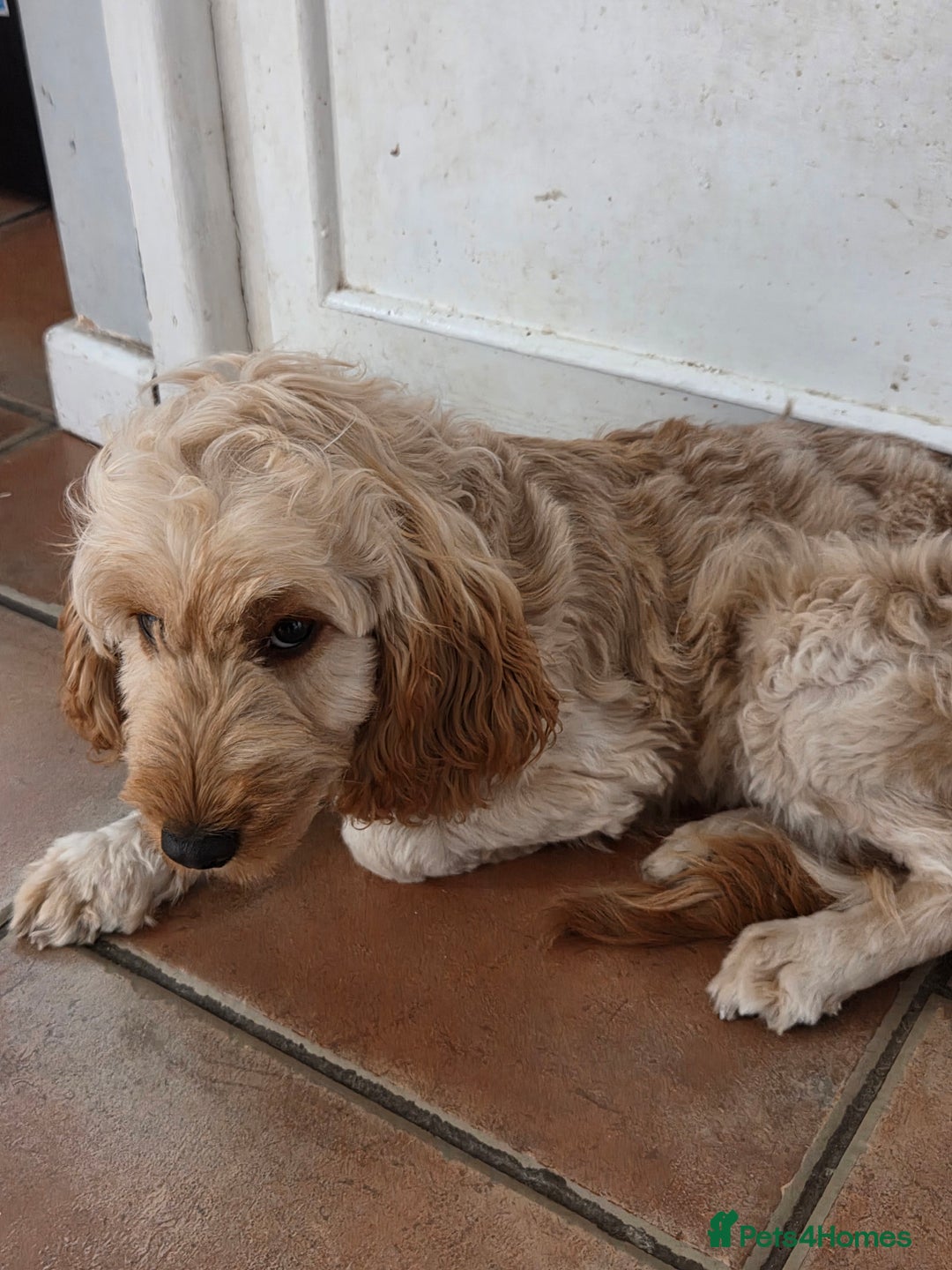Cockapoo dogs for sale: FULLY VACCINATED cockapoo girl  - Image 4