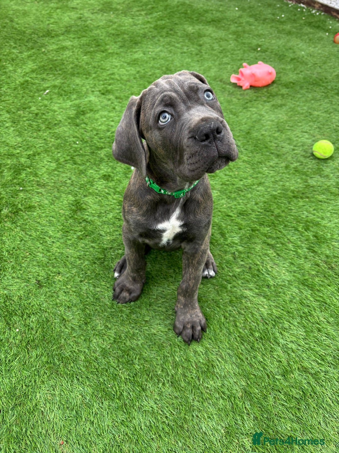 Cane Corso dogs for sale: Cane Corso Pups  - Image 2