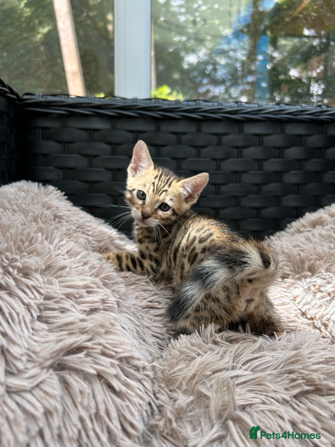 Bengal cats for sale: GORGEOUS PURE BENGAL KITTENS READY TO GO ❤️ - Image 22