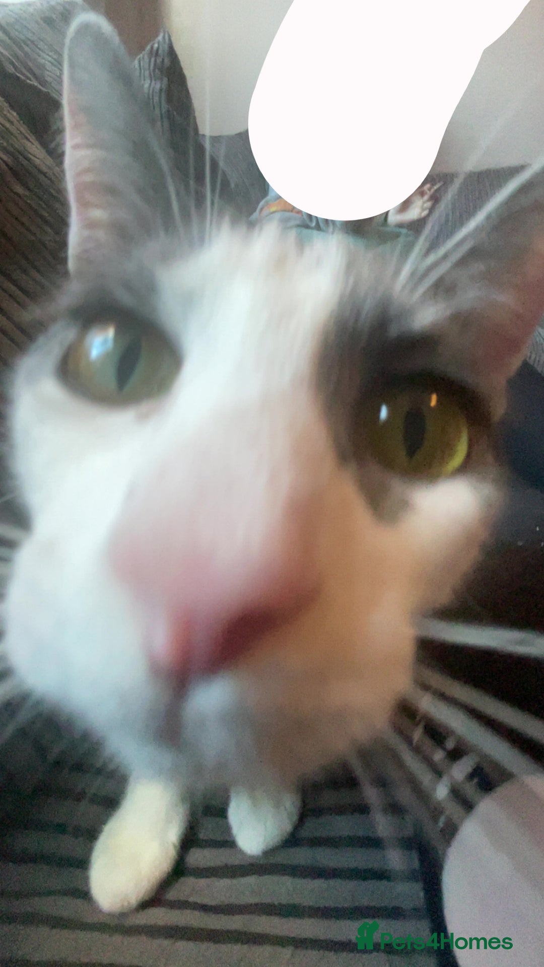 Oriental cats for sale: Romulus/babycat  - Advert 5