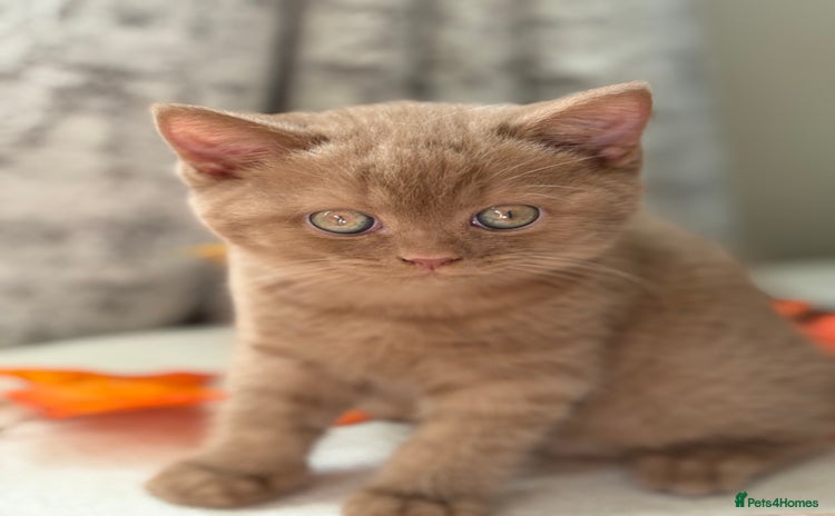 British Shorthair cats - Advert 5