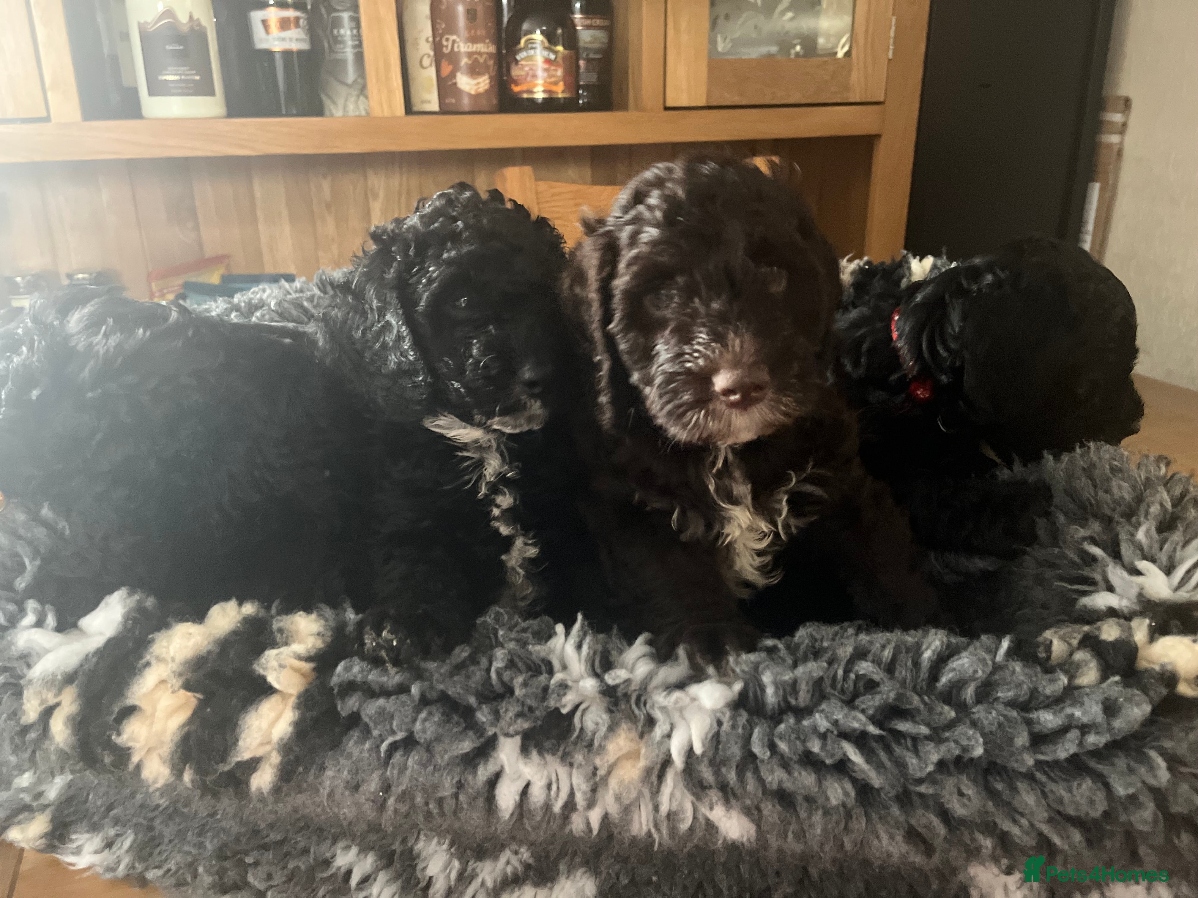 Cockapoo dogs Beautiful cockapoo puppies! - Advert 6