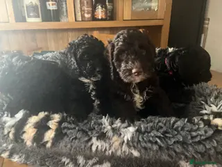 Cockapoo dogs Beautiful cockapoo puppies! - Advert 6