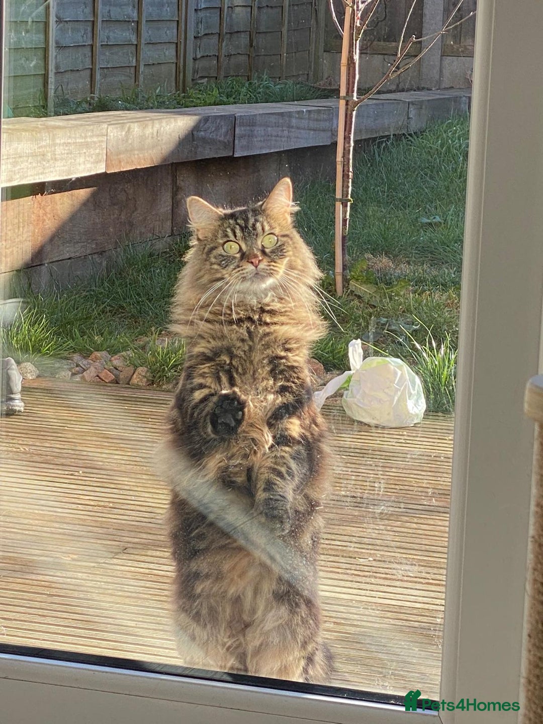 Siberian cats for sale: Fruzia - Siberian cat - Advert 3