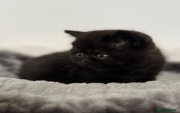 British Shorthair cats for sale: Exceptional BSH Girls, Champion Bloodlines - Advert 7