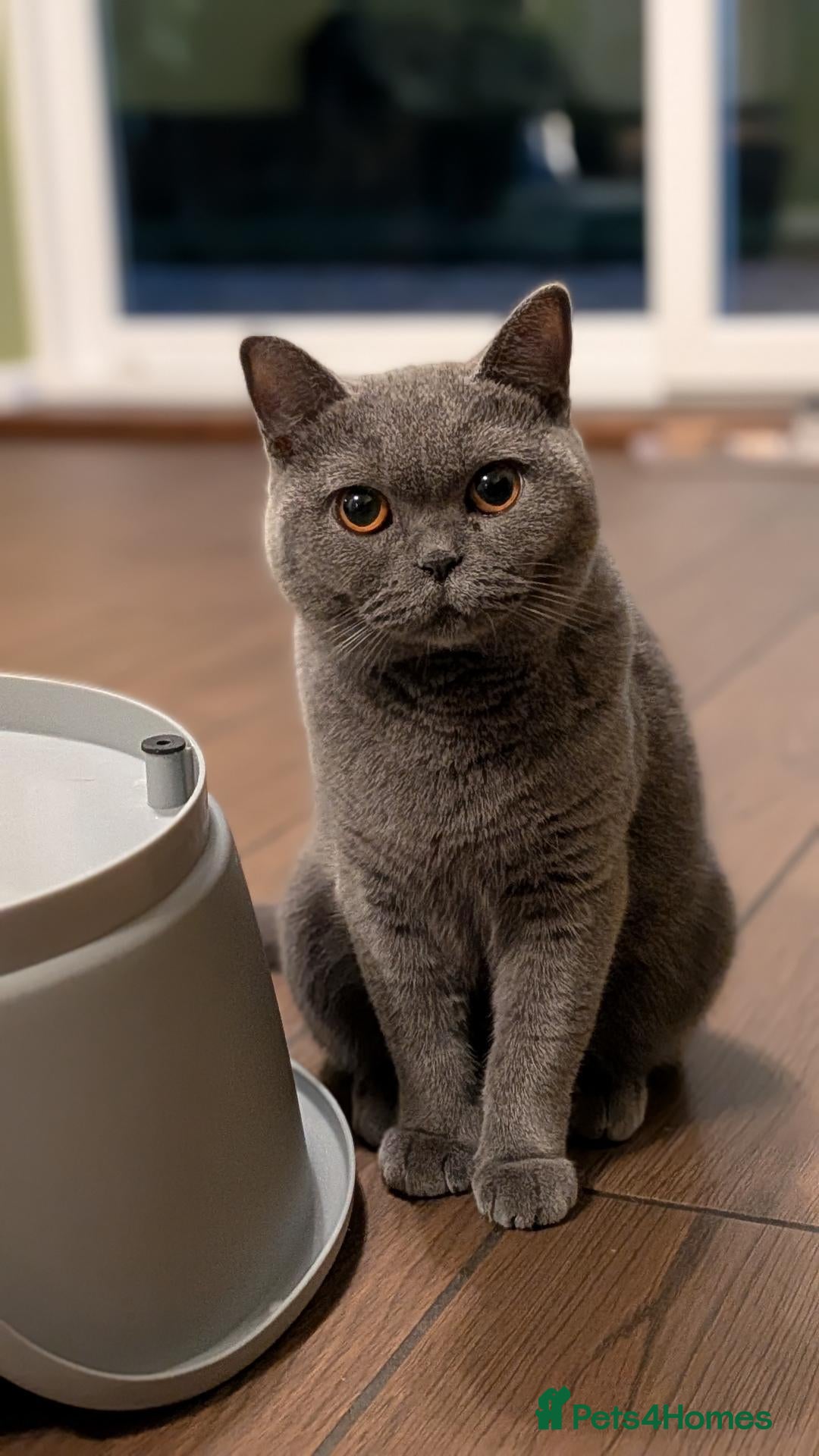 British Shorthair cats Beautiful British Shorthair Female 2.5 Years Old - Advert 14