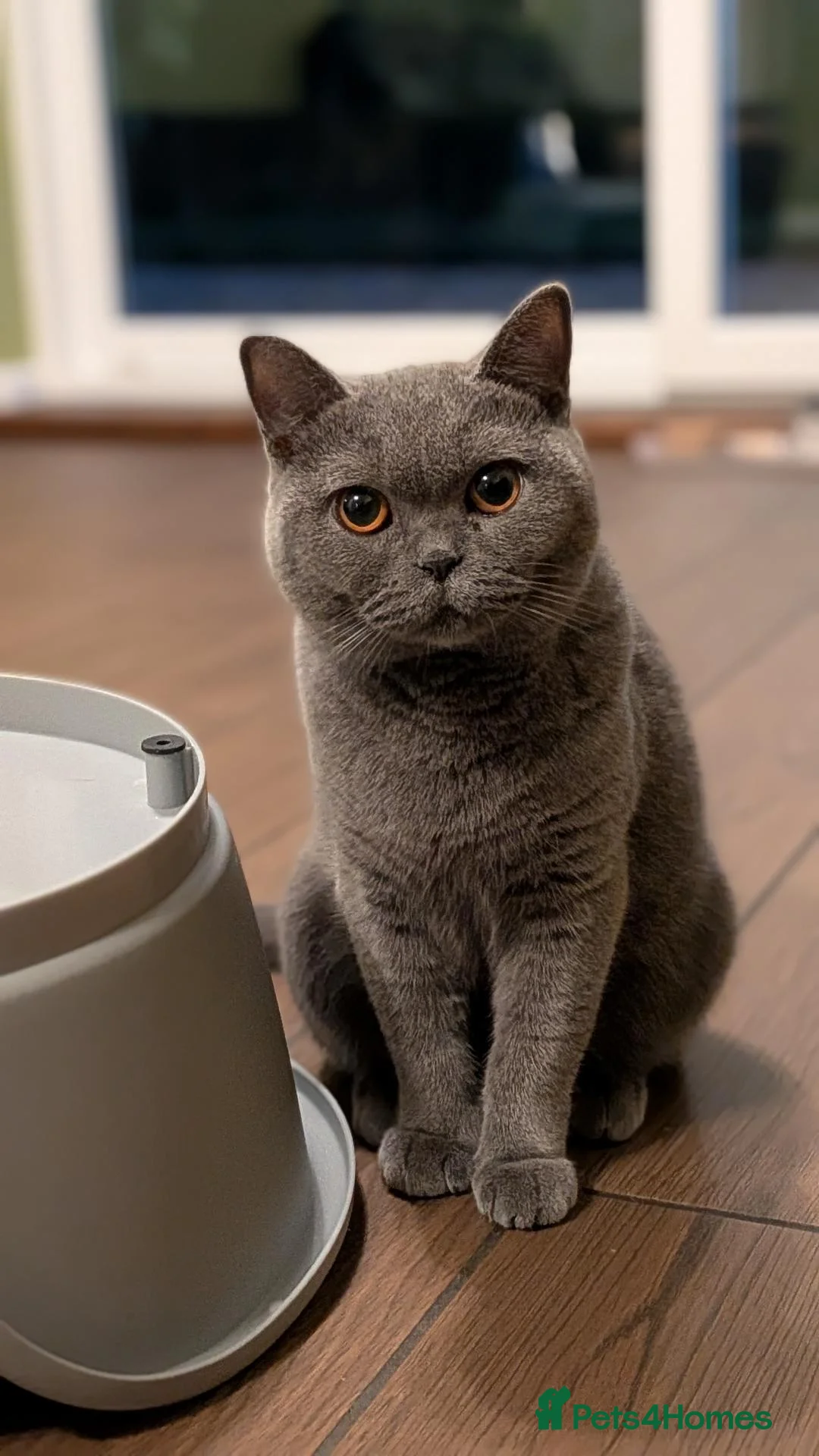 British Shorthair cats for sale: Beautiful British Shorthair Female 2.5 Years Old - Advert 1
