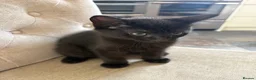 Russian Blue cats for sale: Ragdoll x Russian Blue - Advert 2