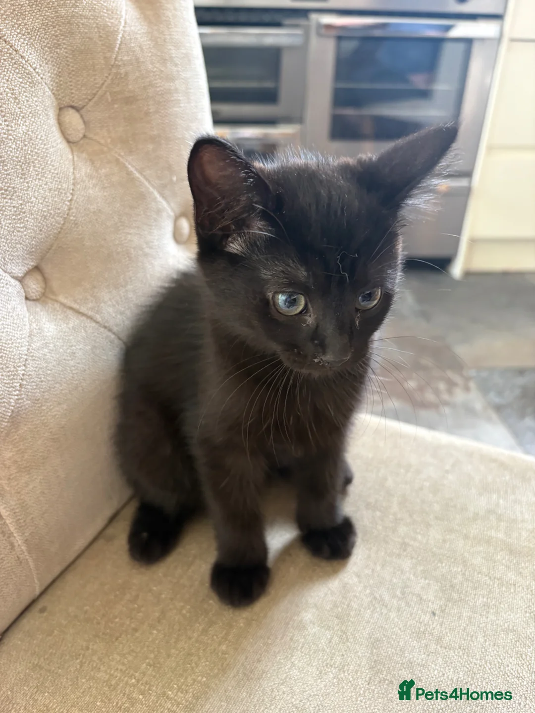 Russian Blue cats for sale: Ragdoll x Russian Blue - Advert 2