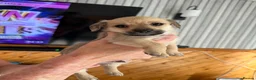 Chiweenie dogs for sale: Chihuahua cross dashcund puppies in Edinburgh - Advert 7