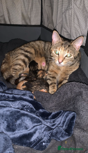 Mixed Breed cats Kittens for sale  - Advert 1