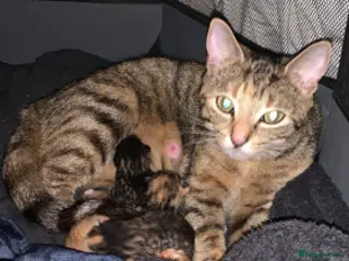 Mixed Breed cats Kittens for sale - Advert 1