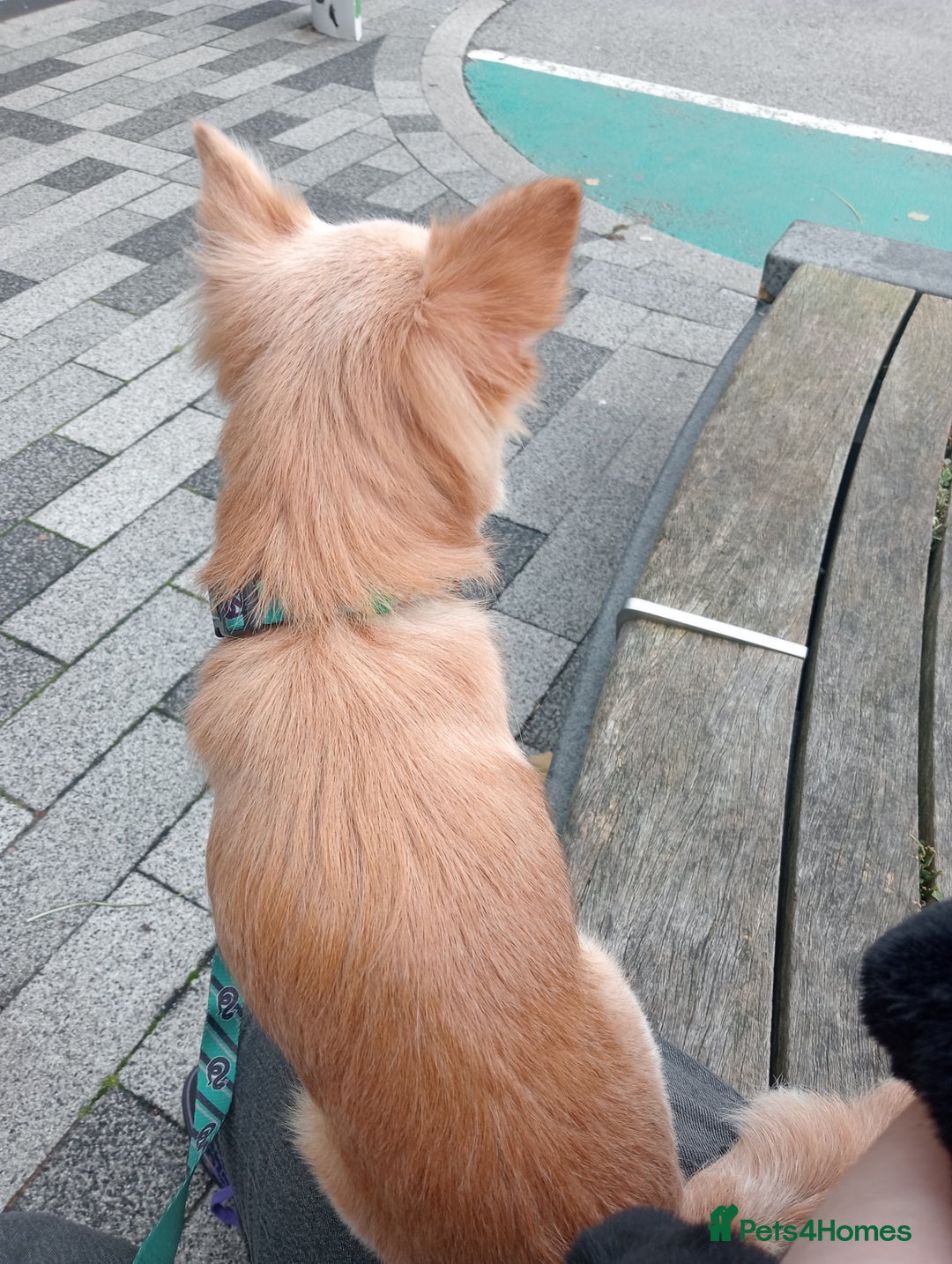 Chihuahua dogs for stud: Stud blonde chihuahua  - Advert 2