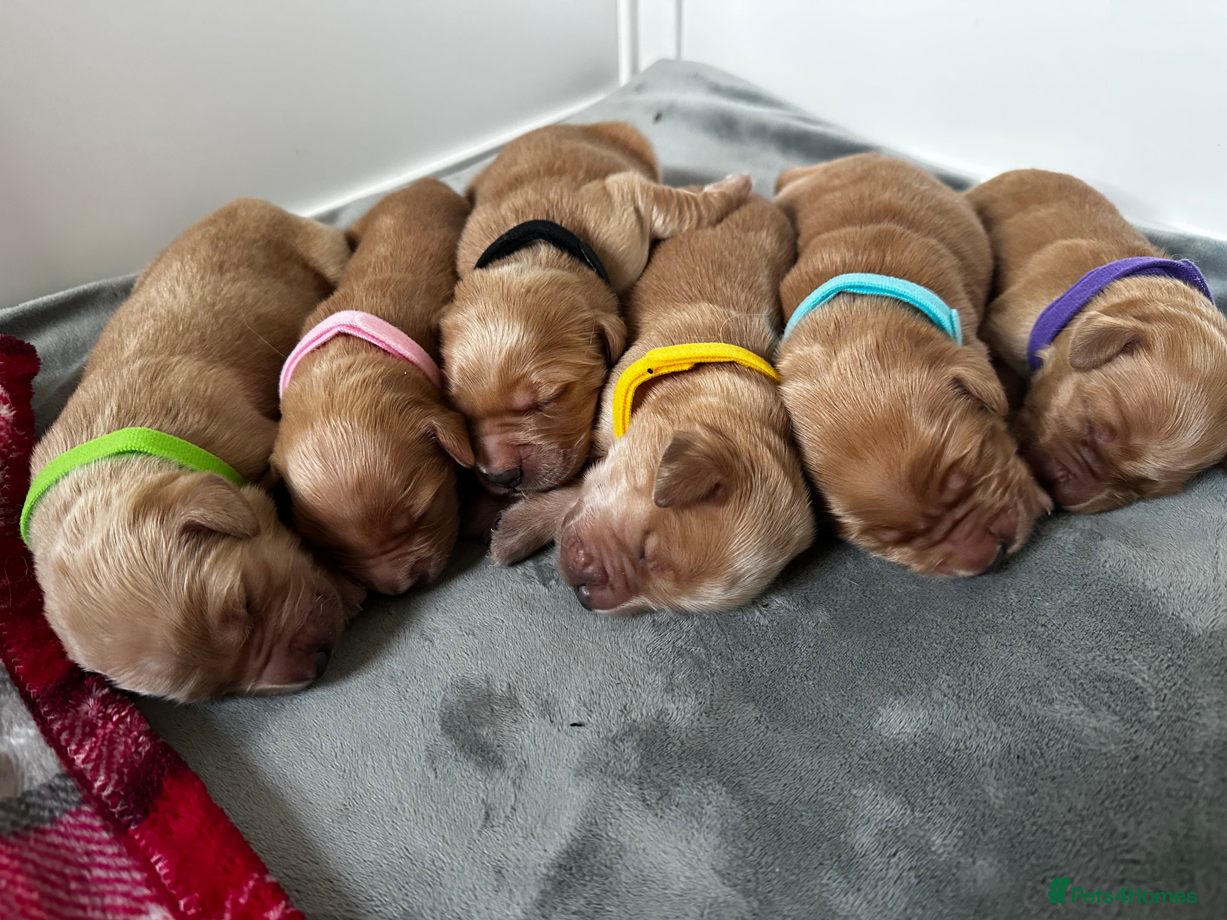 Golden Retriever dogs DARK GOLDEN RETRIEVER KC REG PEDIGREE 🐶  - Advert 4